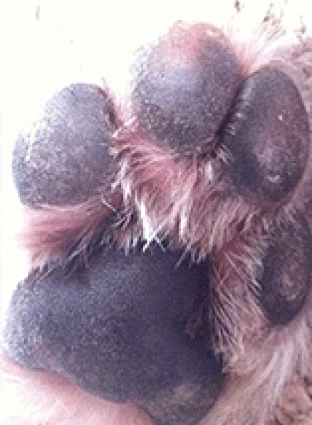 The appearance of the dog's paw before using 
