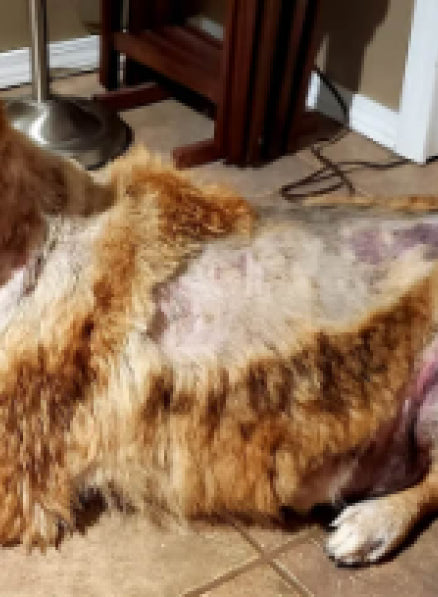 A dog that has skin problems and lost its fur