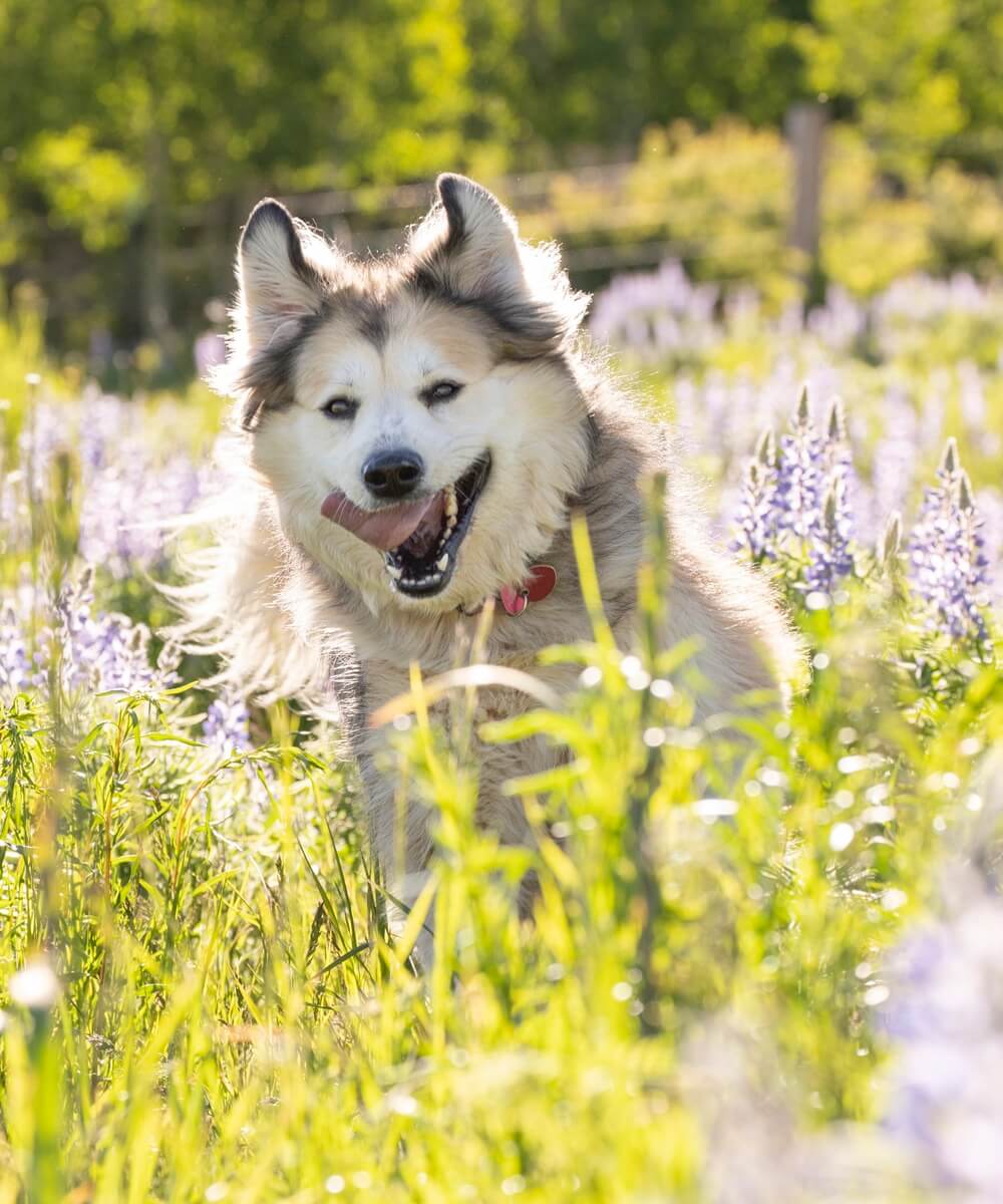 Allergy & Itch Defense