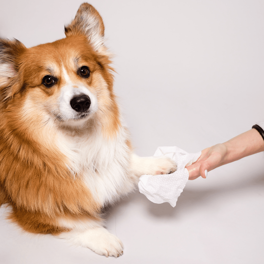 Grooming Wipes – Natural Dog Company